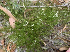 Platysace heterophylla heterophylla