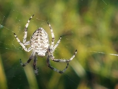 Araneus nordmanni