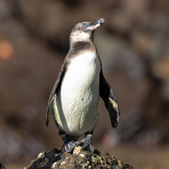 Spheniscus mendiculus