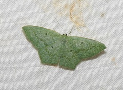 Maxates centrophylla