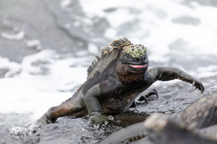 Amblyrhynchus cristatus