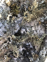 Teloschistes flavicans