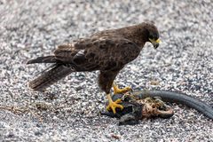 Buteo galapagoensis