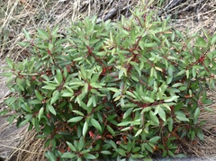 Arbutus arizonica