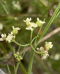 Platysace heterophylla heterophylla