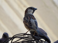 Passer domesticus