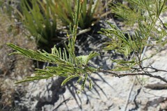 Senegalia berlandieri