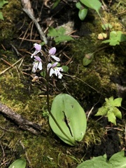 Galearis rotundifolia