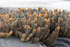 Brachycereus nesioticus