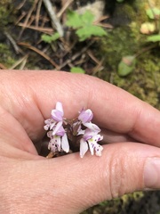 Galearis rotundifolia
