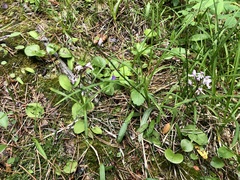 Galearis rotundifolia