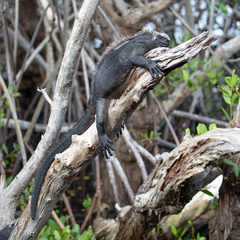 Amblyrhynchus cristatus