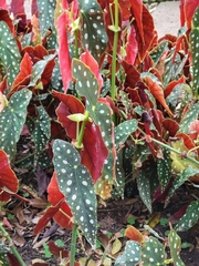 Begonia lucerna