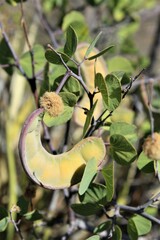 Senegalia crassifolia