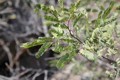 Vachellia rigidula