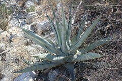 Agave asperrima