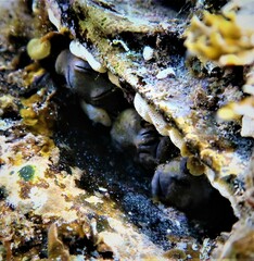 Vulsella
