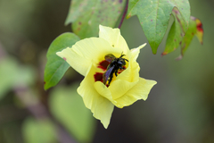 Xylocopa darwini