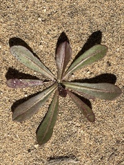 Camissoniopsis micrantha