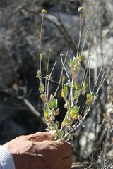 Calanticaria brevifolia