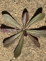 Camissoniopsis micrantha