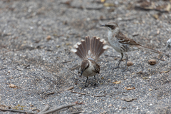 Mimus parvulus