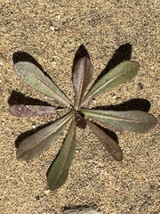 Camissoniopsis micrantha