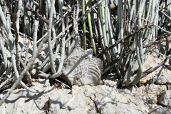 Astrophytum coahuilense