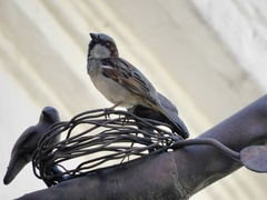 Passer domesticus