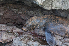 Arctocephalus galapagoensis