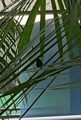 Elymnias hypermnestra