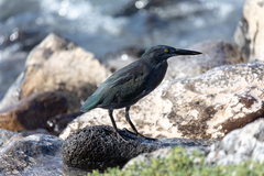 Butorides striata sundevalli