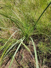 Hypoxis rigidula rigidula