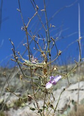 Carlowrightia serpyllifolia