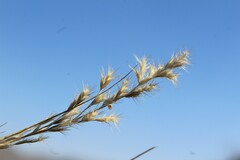 Cottea pappophoroides