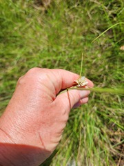 Cyperus niveus leucocephalus
