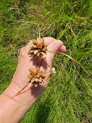 Cyperus niveus leucocephalus