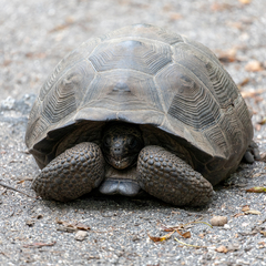 Chelonoidis niger