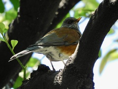 Turdus rufopalliatus