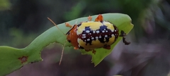 Podontia congregata