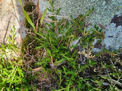 Selaginella caffrorum