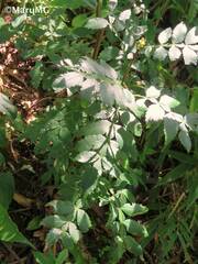 Weinmannia intermedia