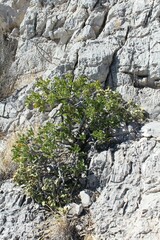Malacomeles pringlei