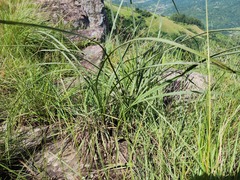 Hypoxis rigidula rigidula