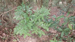 Archidendron lucidum