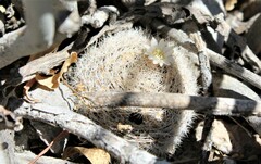 Mammillaria lasiacantha
