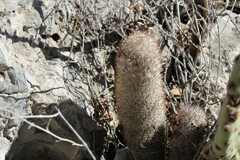 Mammillaria pottsii