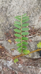 Phyllanthus emblica