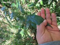 Licaria