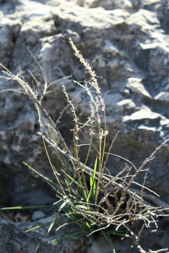 slender muhly (Muhlenbergia tenuifolia)